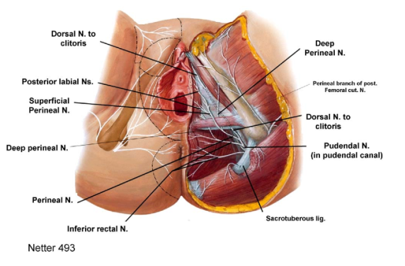 dorsal-nerve-of-the-clitoris-1